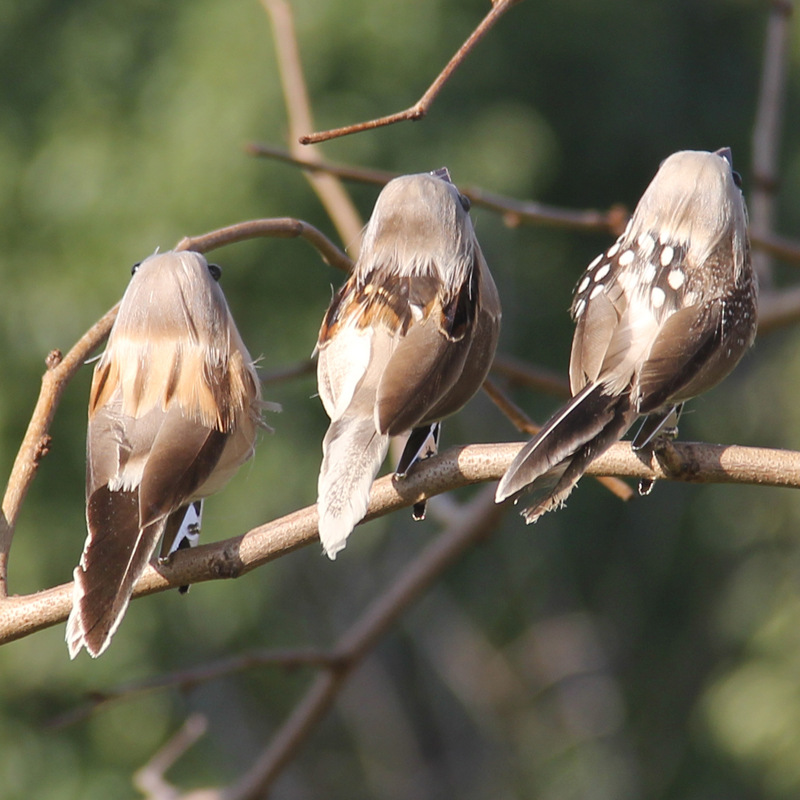 2 Buah Busa Burung Pipit Imita - Christmas Tree Artificial ulasan dan harga